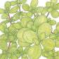 Purslane Greens Seeds (Organic) Peaceful Valley