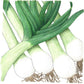 Varna Leek Seeds (Organic) Peaceful Valley