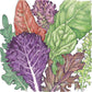 Gourmet Mix Lettuce Seeds (Organic) Peaceful Valley