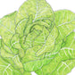 Romaine, Jericho Lettuce Seeds (Organic) Peaceful Valley
