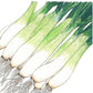Evergreen Bunching Onion Seeds (Organic) Peaceful Valley