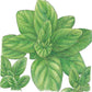 Italian Oregano Seeds (Organic) Peaceful Valley