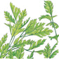 Italian Parsley Seeds (Organic) Peaceful Valley