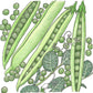 Progress #9 Pea Seeds (Organic) Peaceful Valley