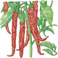 Hot Cayenne Slim Pepper Seeds (Organic) Peaceful Valley