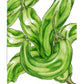 Shishito Pepper Seeds (Organic) Peaceful Valley