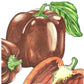 Chocolate Sweet Pepper Seeds (Organic) Peaceful Valley