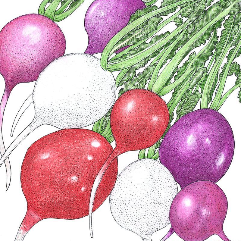 Easter Egg Mix Radish Seeds (Organic) Peaceful Valley