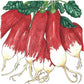 French Breakfast Radish Seeds (Organic) Peaceful Valley