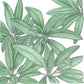 Sage Seeds (Organic) Peaceful Valley
