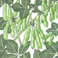 Edamame Soybean Seeds (Organic) Peaceful Valley