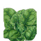 Verdil Spinach Seeds (Organic) Peaceful Valley