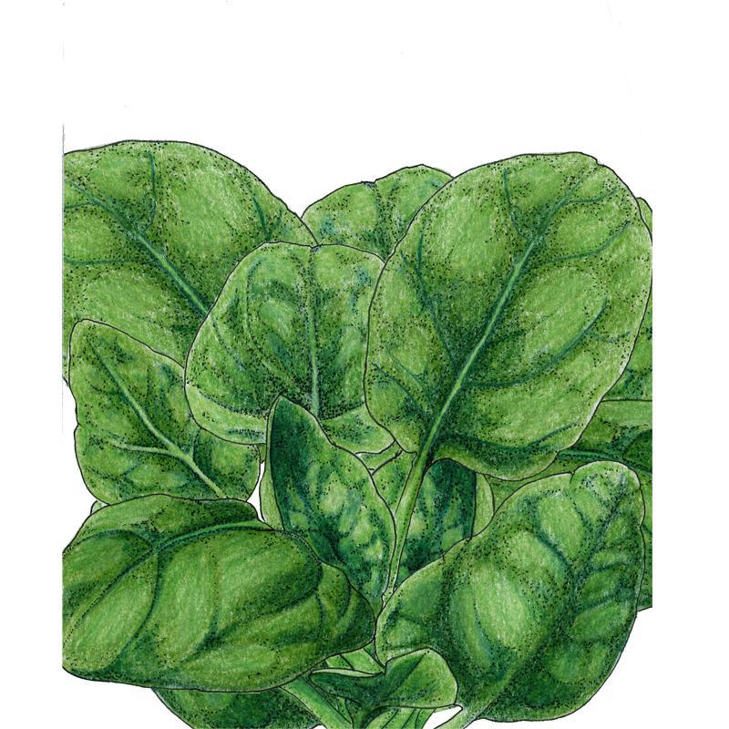 Verdil Spinach Seeds (Organic) Peaceful Valley
