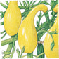 Early Crookneck Summer Squash Seeds (Organic) Peaceful Valley