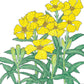 Mexican Tarragon Seeds (Organic) Peaceful Valley
