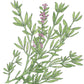 English Thyme Seeds (Organic) Peaceful Valley