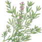 Thyme, German Winter (Organic) Peaceful Valley