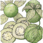 Verde Tomatillo Seeds (Organic) Peaceful Valley
