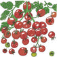 Sweetie Tomato Seeds (Organic) Peaceful Valley