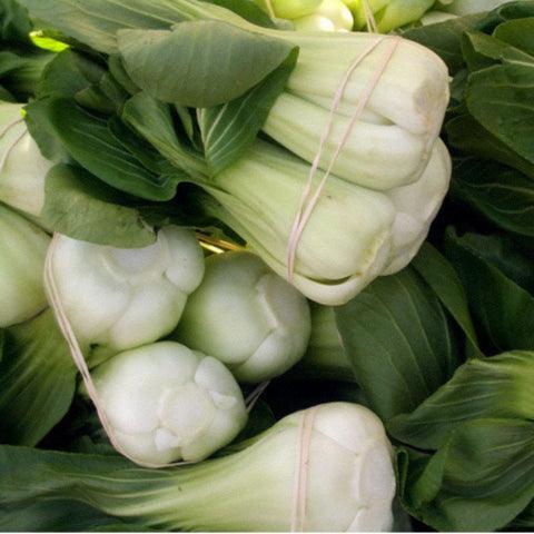Pak Choi  Baby Shanghai Greens Seeds (Organic) Peaceful Valley