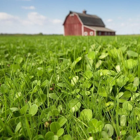 Green pasture field with a red barn