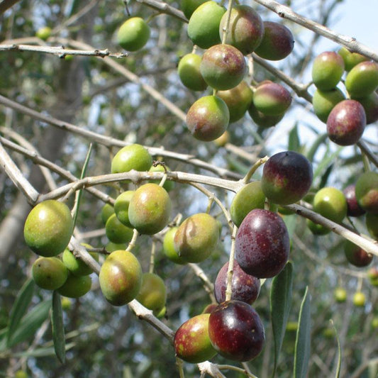 Green and purple olives ripening on branching stems
