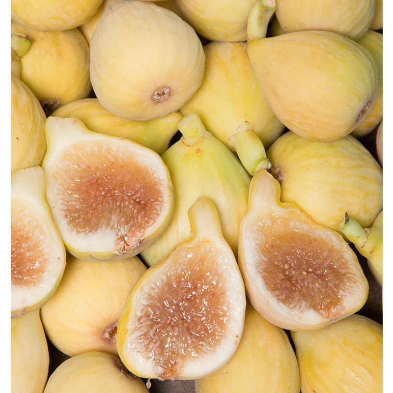 Peter's Honey fig tree product image