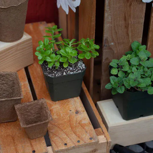 Small green succulent plants in dark plastic starter pots and biodegradable paper seed starters arranged on wooden crates and shelves.