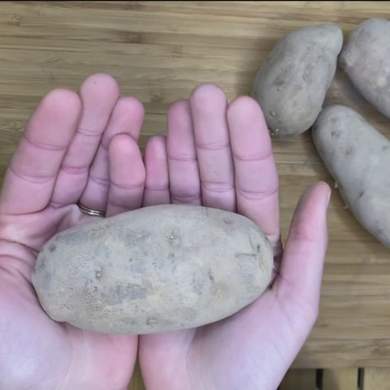 Burbank Russet Potato chopping video