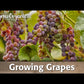 Red Globe Table Grape Vine