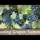 Red Globe Table Grape Vine