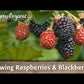 Black Satin Thornless Blackberry