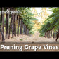 Red Globe Table Grape Vine