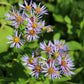 Purplestem Aster Seeds (Organic) Hudson Valley Seed Company