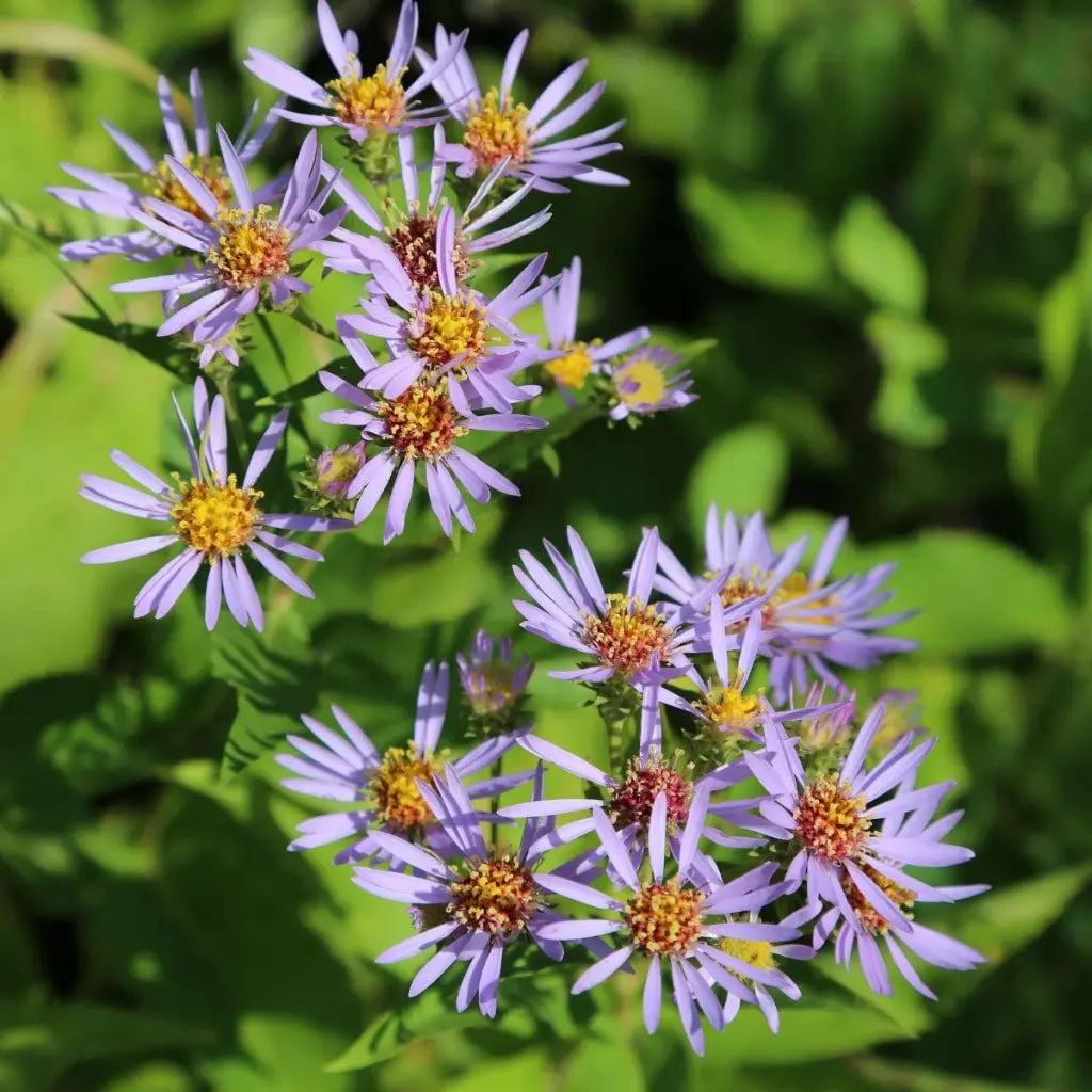 Purplestem Aster Seeds (Organic) Hudson Valley Seed Company