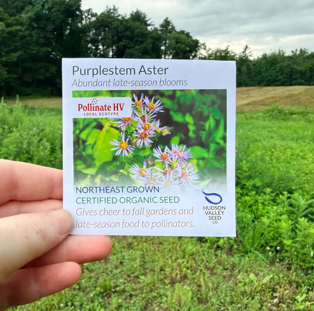 Purplestem Aster Seeds (Organic) Hudson Valley Seed Company
