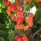 Rainier Cherry Tree Bare Root Grow Organic