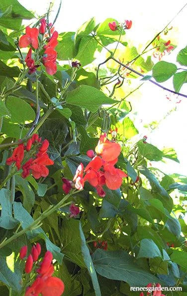 Magic Beanstalk Runner Bean Seeds Renee's Garden