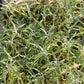 Sage Seeds (Organic) Peaceful Valley