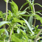 Summer Savory Grow Organic