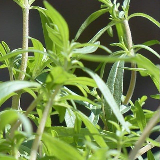 Summer Savory Grow Organic