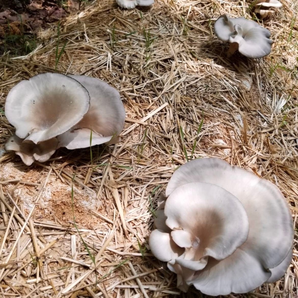 Organic Italian Oyster Mushroom Sawdust Spawn North Spore