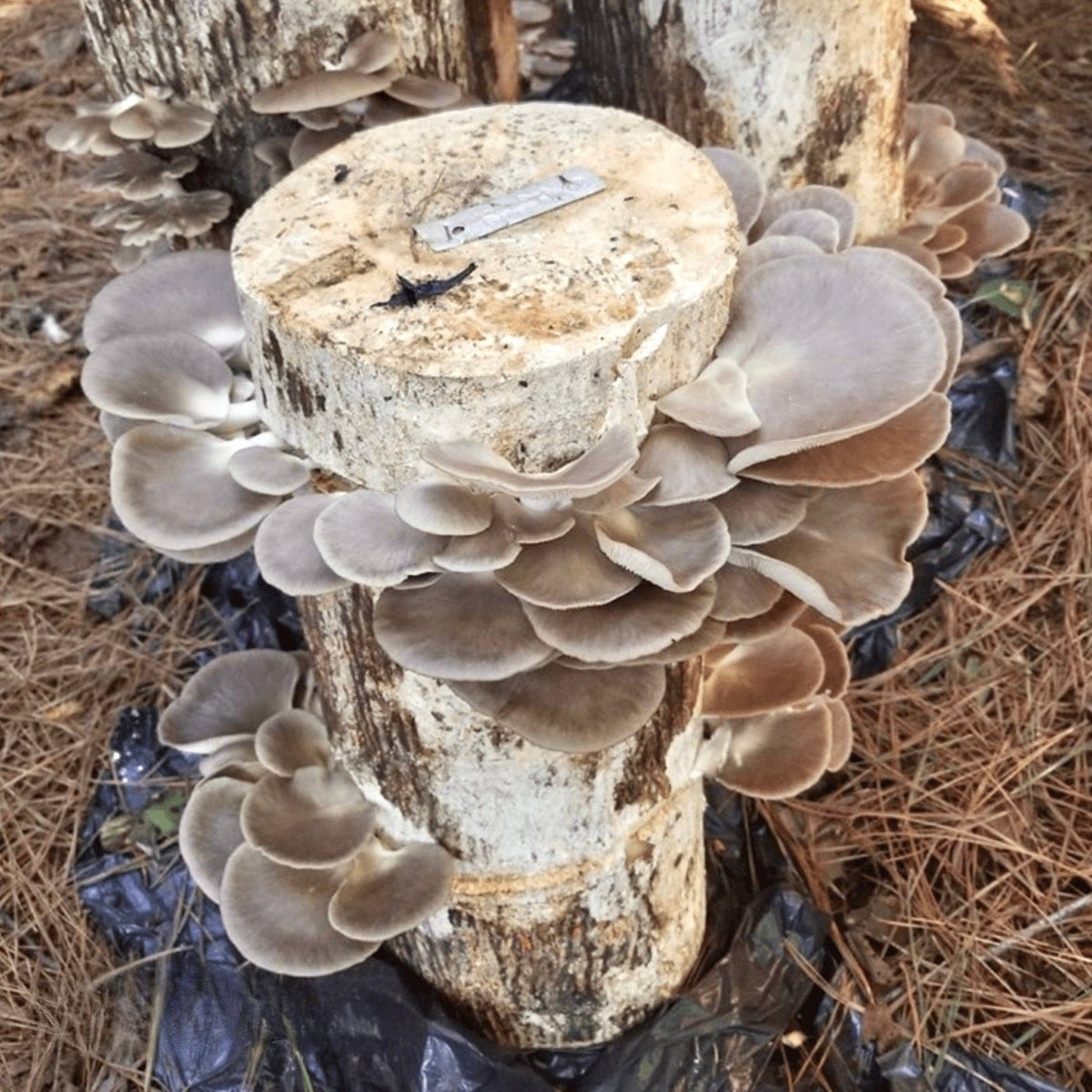 Organic Italian Oyster Mushroom Sawdust Spawn North Spore