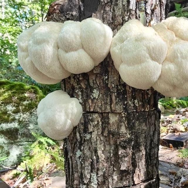 Organic Lion's Mane Mushroom Sawdust Spawn North Spore
