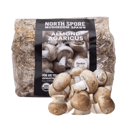 Organic Almond Agaricus Mushroom Sawdust Spawn North Spore