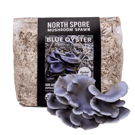 Organic Blue Oyster Mushroom Sawdust Spawn North Spore
