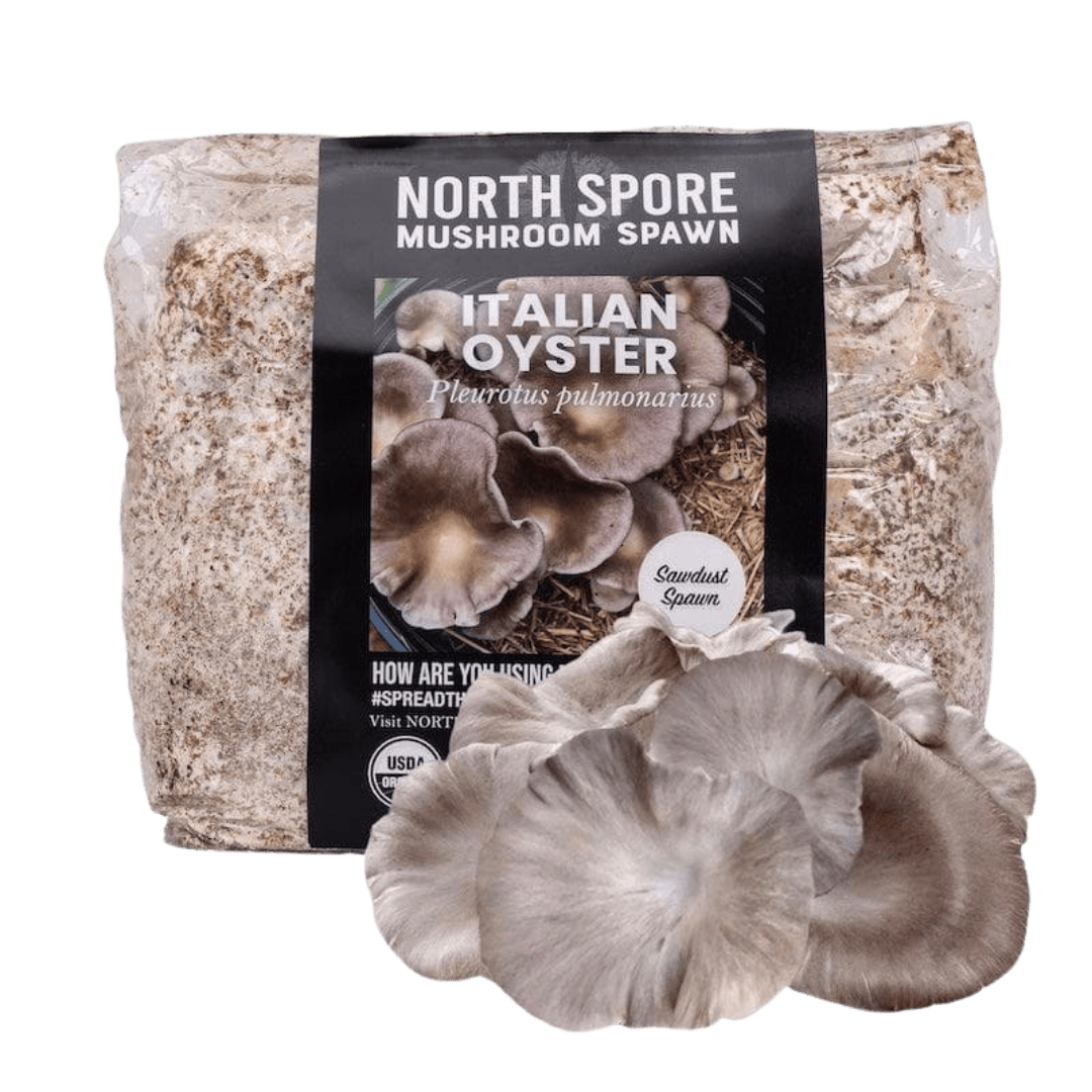 Organic Italian Oyster Mushroom Sawdust Spawn North Spore