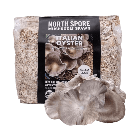 Organic Italian Oyster Mushroom Sawdust Spawn North Spore