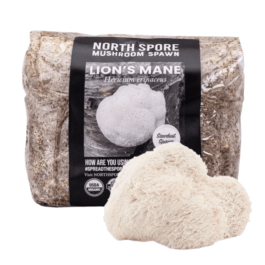 Organic Lion's Mane Mushroom Sawdust Spawn North Spore