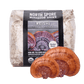 Organic Red Reishi Mushroom Sawdust Spawn North Spore